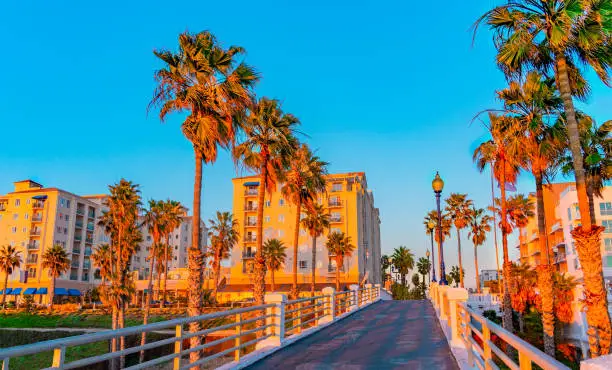 Palm trees  in dusk light flank the Oceanside Pier's walkway as it leads to the downtown area with it's high rise buildings in Oceanside, California