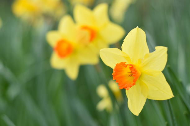 istock Orange and gold cornish spring-time daffodils against green blurred background 1319858264