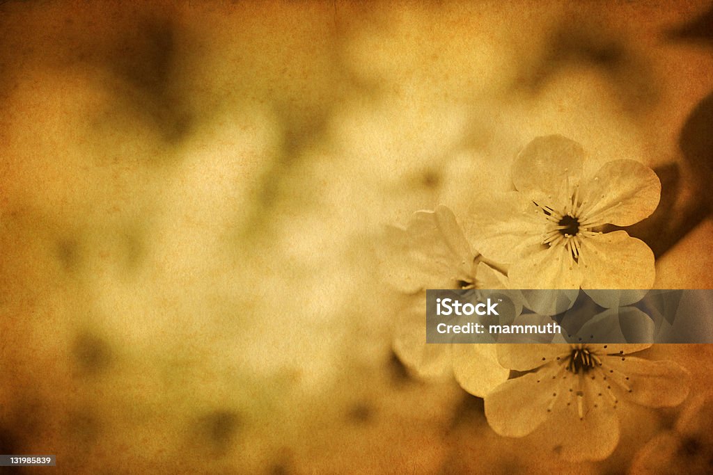 vintage Kwiat wiśni - Zbiór zdjęć royalty-free (Antyczny)