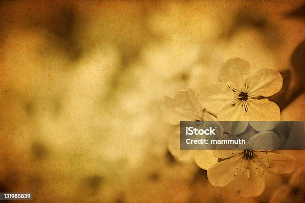 Vintage Kwiat Wiśni - zdjęcia stockowe i więcej obrazów Antyczny - Antyczny, Automatyczny filtr postprodukcyjny, Bez ludzi