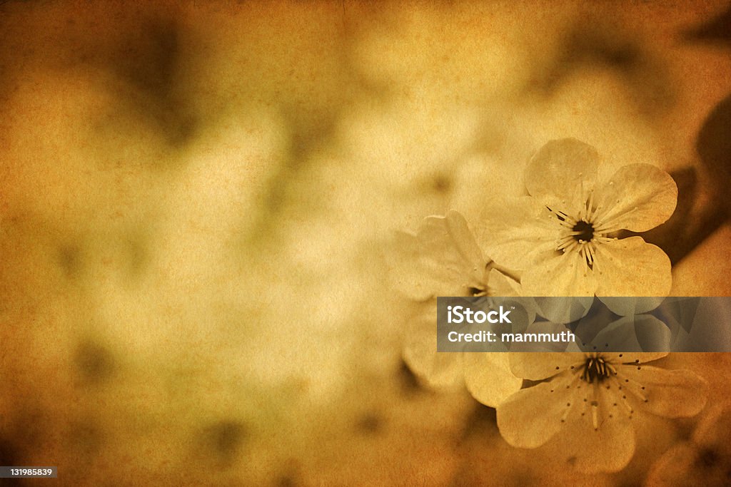 vintage Flor de cerejeira - Royalty-free Antigo Foto de stock