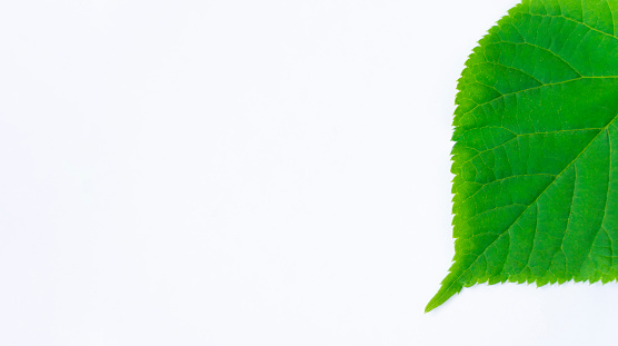 part of a linden leaf, isolated on a white background with space for your text. Green leaves.
