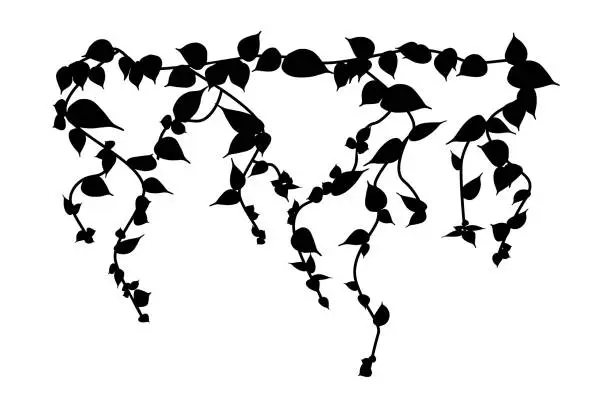 Vector illustration of Ivy vine silhouette isolated on white background. Vine plant.