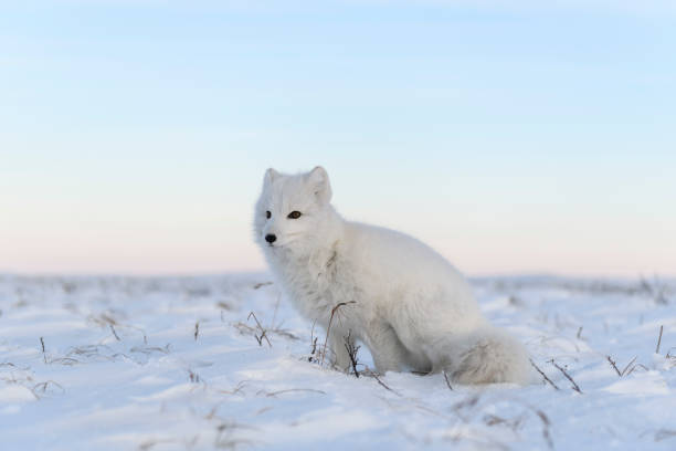 istock Arctic fox (Vulpes Lagopus) in wilde tundra. White arctic fox sitting. 1319858868