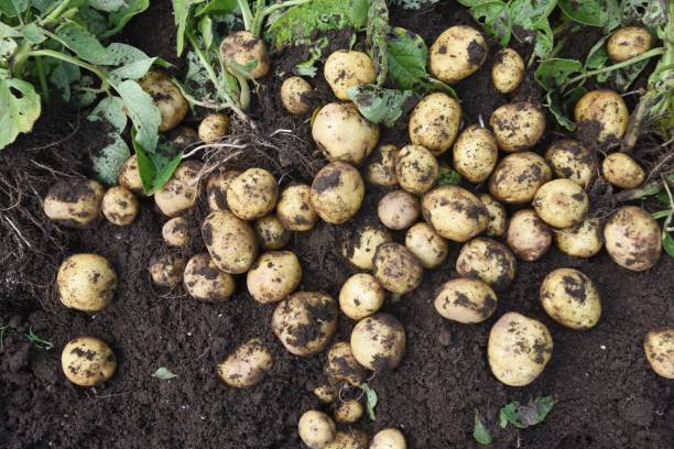 Kitchen garden work. Potato harvest. stock photo