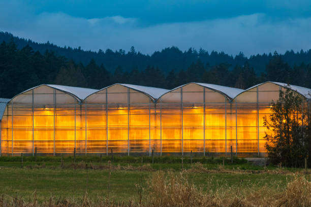 Glowing Greenhouse At Dusk Illuminated commercial greenhouses at dusk. saanich peninsula photos stock pictures, royalty-free photos & images