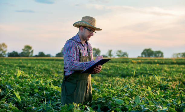 istock Farmer in a soybean field. Agricultural concept 1319860360