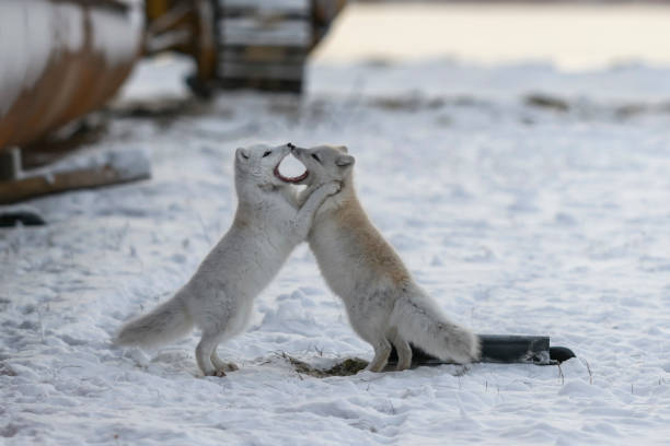 dos jóvenes zorros árticos jugando en tundra salvaje con antecedentes industriales. - wilde animal fotografías e imágenes de stock