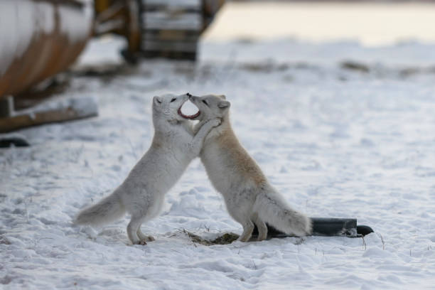 산업 배경을 가진 야생 툰드라에서 놀고있는 두 마리의 젊은 북극 여우. - wilde animal 뉴스 사진 이미지