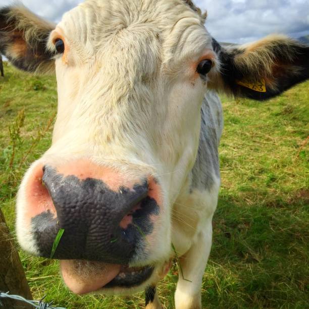 istock Inquisitive cow with it’s tongue out 1319862342