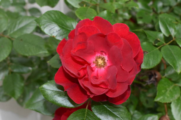 istock Closeup of a “Knockout Rose” in a spring garden 1319862411