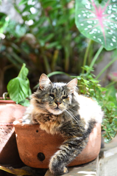istock blind cat, visual impairment lying in pot with unfocused plants in the background 1319866126