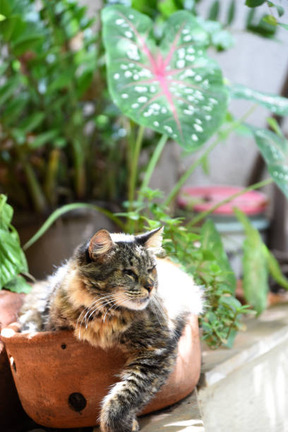 istock blind cat, visual impairment lying in pot with unfocused plants in the background 1319866141