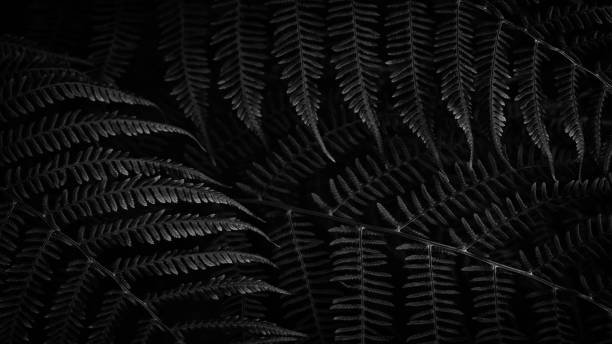 istock Black and white leaves plant texture background 1319866934