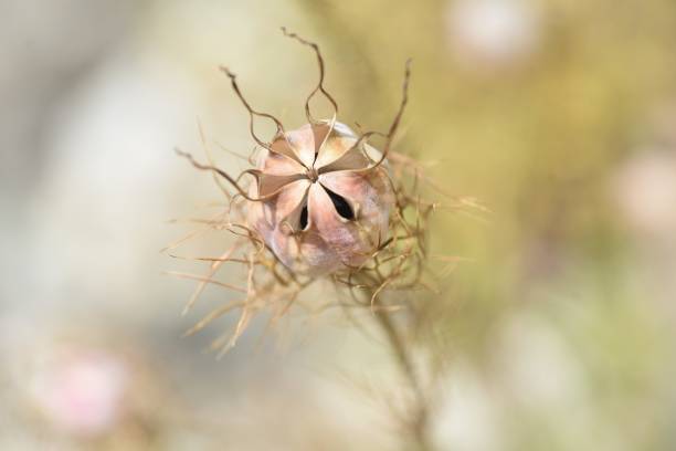 après les fleurs de nigella damascena. - seed head photos et images de collection