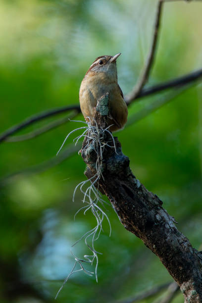 istock Carolina Wren Perched on a Tree Branch 1319868867