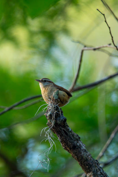 Carolina Wren Perched on a Tree Branch
