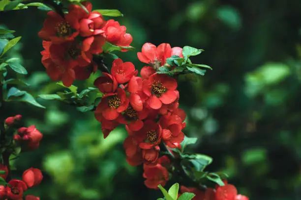 Japanese quince blooming - Chaenomeles japonica branch with red flowers closeup