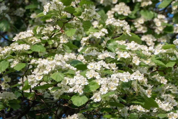 Blossoming White hawthorn bush - Crataegus, Quickthorn, Thornapple, May-tree or Hawberry in bloom