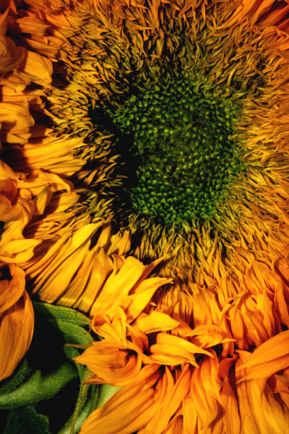 istock Close-up of blooming sunflower. 1319870502