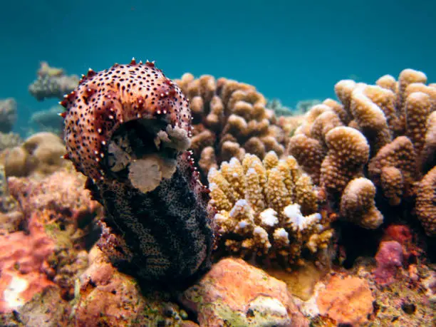 Pearsonothuria Graeffei - Pearsonothuria Sea Cucumber, coral reef of Maldives