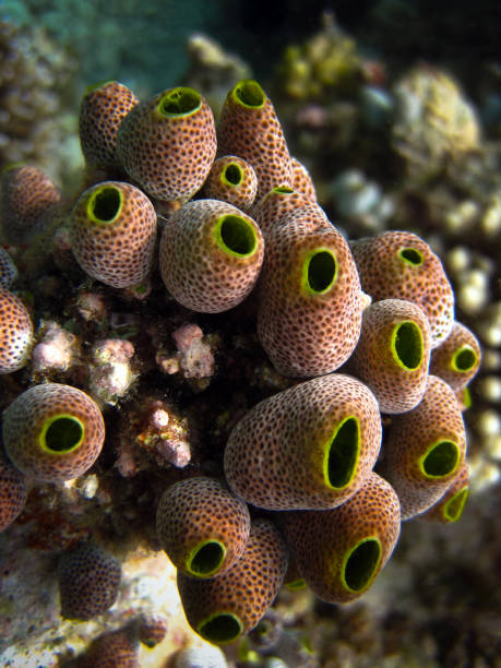 ascidians - didemnum molle - sea squirt - tunikater - ascidiacea bildbanksfoton och bilder