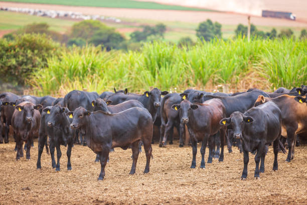 angus rinderherde auf futterlos in brasiliens coutryside. agribusiness fotografie - coutryside stock-fotos und bilder