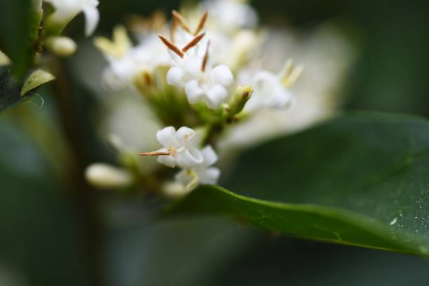 istock Japanese privet blossoms. Oleaceae evergreen tree. 1319873662