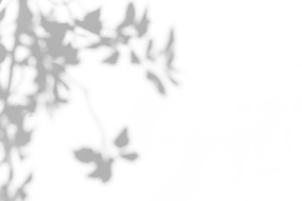 istock Gray shadow of leaves on a white wall 1319875250