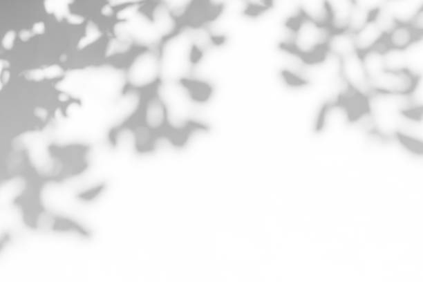 白い壁の葉の灰色の影 - 植物 ストックフォトと画像