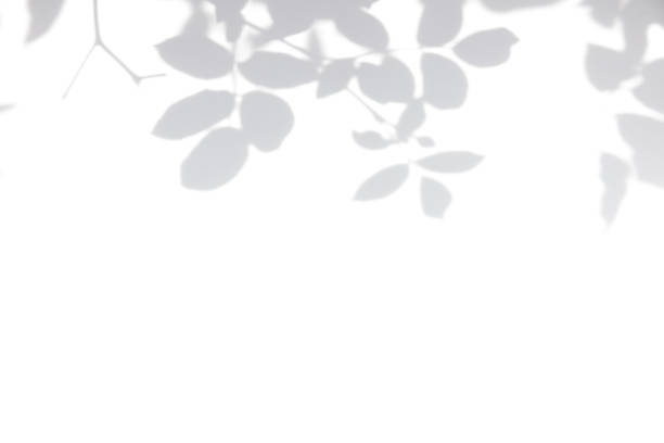 istock Gray shadow of leaves on a white wall 1319875262