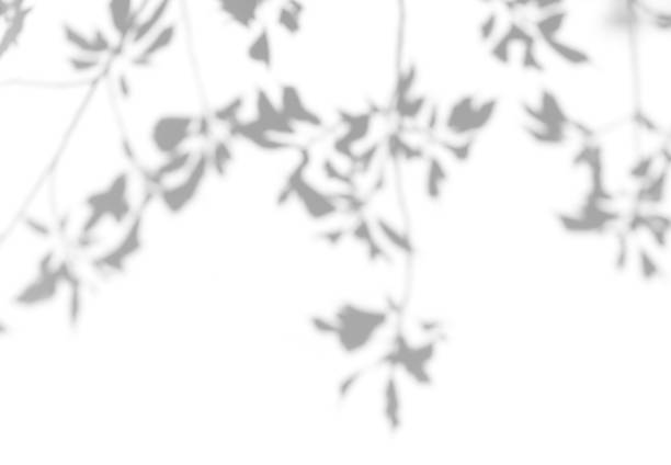 istock Gray shadow of leaves on a white wall 1319875265