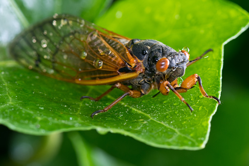 One of many annual cicadas in Northern America called Swamp Cicada or Morning Cicada, Neotibicen tibicen tibice.