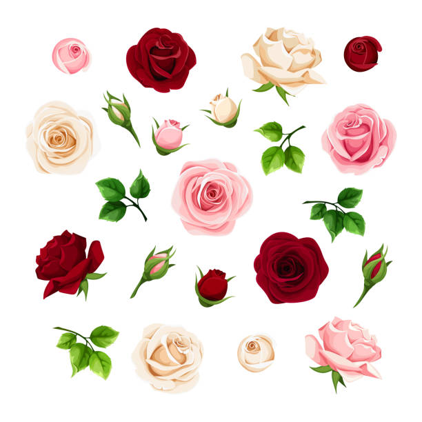 Burgundy, pink and white roses. Set of vector floral design elements. Burgundy, pink and white rose flowers and buds and green leaves. Set of floral design elements. Vector illustration. decoupage stock illustrations