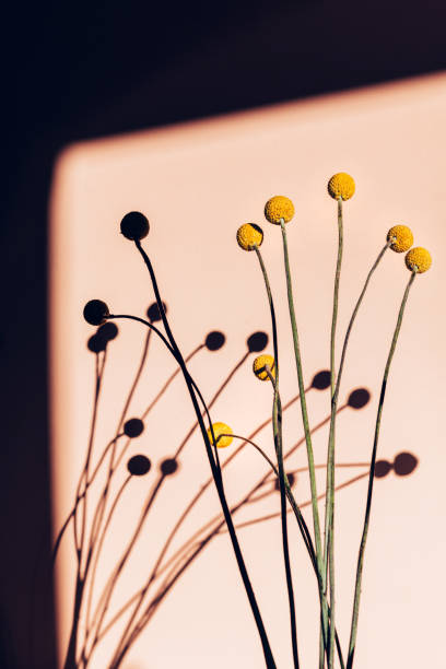 istock Craspedia globosa dry flowers 1319878654