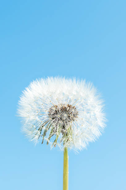 istock Field with white fluffy dandelions. 1319878984