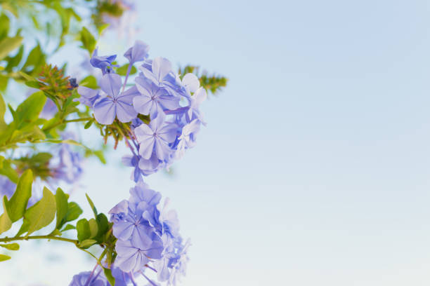 istock Beautiful purple flower. 1319878986