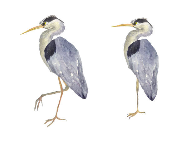 istock Watercolor two heron birds isolated on white background. Hand drawing illustration of Grey heron. Bird with long legs. Perfect for cards, print, sticker, greeting card. 1319879062