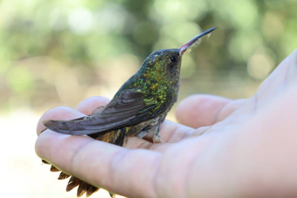 istock Rescued Hummingbird 1319880072