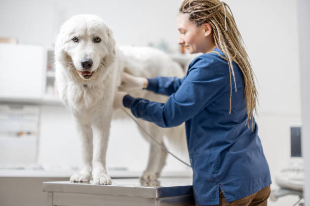 istock Veterinarian examines the dog using ultrasound. 1319880938