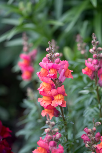 Foxglove Plant - Digitalis