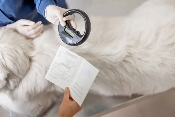 Veterinarian checking microchip implant under sheepdog dog skin in vet clinic with scanner device and owner showing a document. Registration and indentification of pets. Animal id passport.