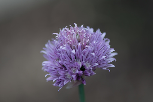 ALLIUM BULBS (GIANT) - GIGANTEUM