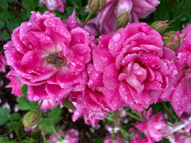 istock Pretty Pair of Pink Wet Roses 1319881875