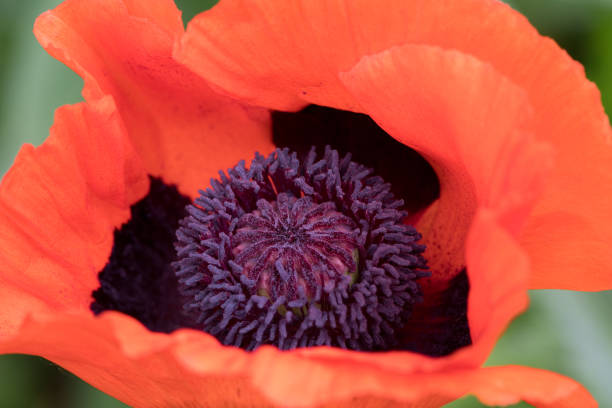 ポピーフラワー - クローズアップ - poppy purple flower close up ストックフォトと画像