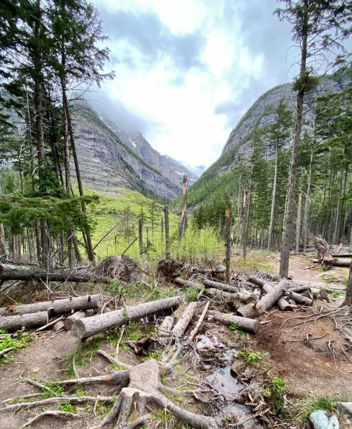 Fallen Timber in Mountain Valley in Glacier National Park, Montana, USA stock photo