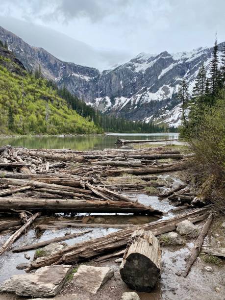 Fallen Timber at Mouth of Avalanche Lake, Glacier National Park, Montana, USA stock photo