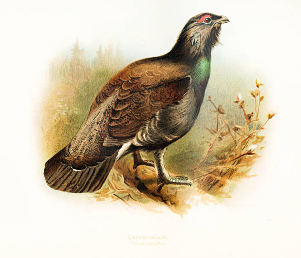 illustrations, cliparts, dessins animés et icônes de capercaille plaque de couleur d’oiseau en 1900 - grand tétras