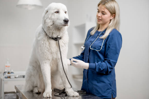 istock Veterinarian with the patient big white dog 1319885691