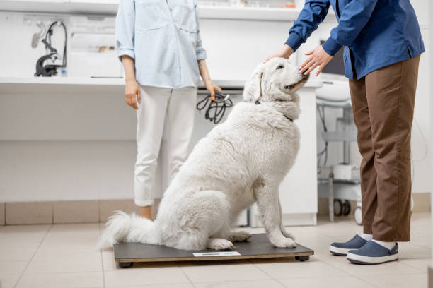 big white dog sitting on the veterinarian scales - instrument of weight imagens e fotografias de stock